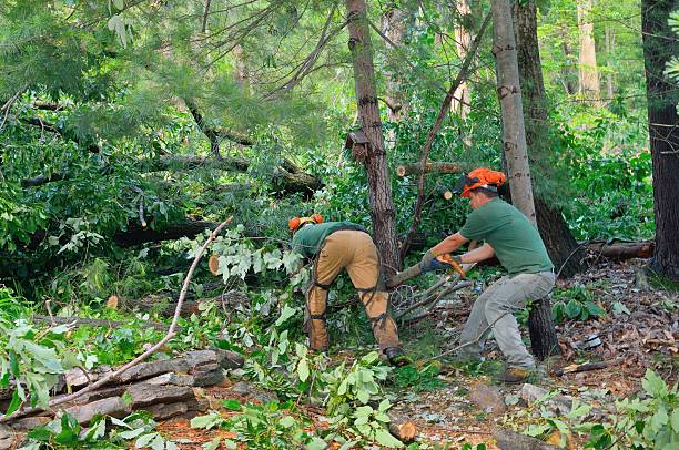 Best Stump Grinding Near Me  in Woodlake, VA